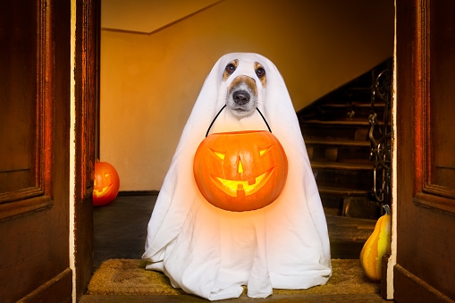 haloween_bild
